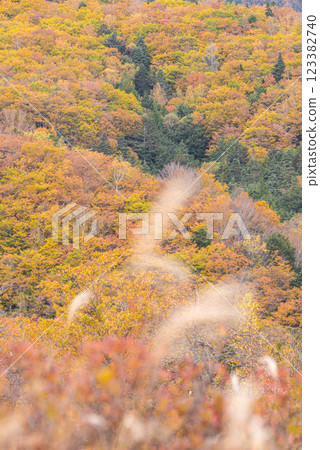 Beautiful autumn foliage in the forest at Norikura Highlands Beautiful autumn foliage in the forest at Norikura Highlands 123382740