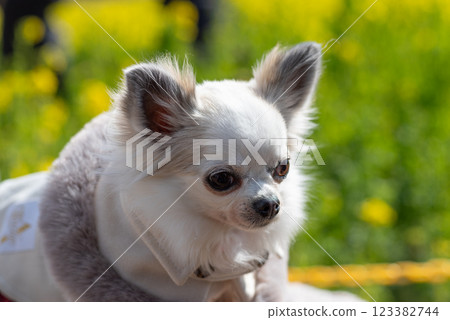 Cute Chihuahua staring Cute Chihuahua staring 123382744