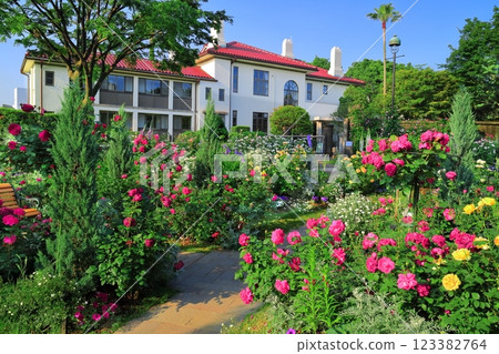 [Kanagawa Prefecture] Minato Mirai Park on a clear day and roses in full bloom (British Pavilion) 123382764