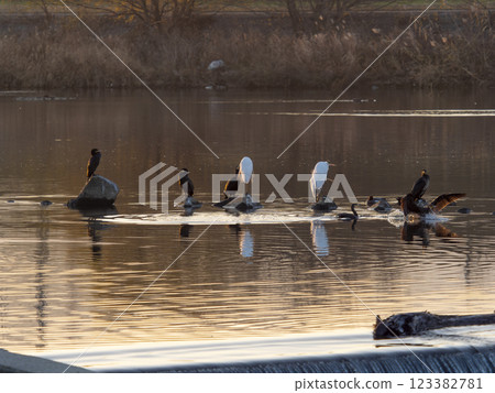 A flock of great egrets and cormorants on the Yamato River A flock of great egrets and cormorants on the Yamato River 123382781