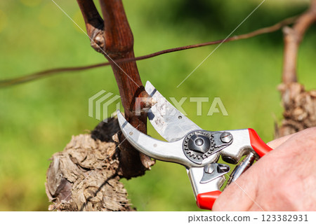 Farmer pruning the vine in winter. Agriculture. 123382931