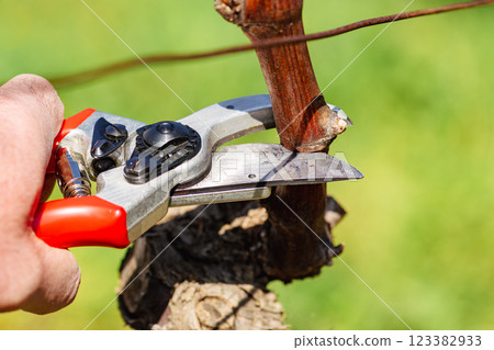Farmer pruning the vine in winter. Agriculture. Farmer pruning the vine in winter. Agriculture. 123382933