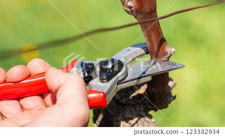 Farmer pruning the vine in winter. Agriculture. Farmer pruning the vine in winter. Agriculture. 123382934