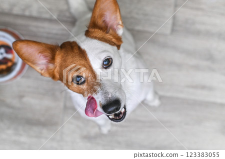 Jack Russell Terrier dog looking at the camera licking his lips while waiting for a dog meal Jack Russell Terrier dog looking at the camera licking his lips while waiting for a dog meal 123383055
