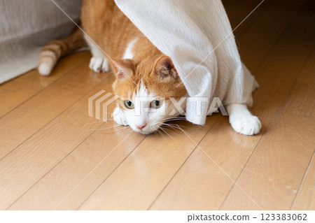 A cute cat peeking out from between the curtains - brown tabby and white 123383062