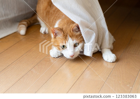 A cute cat peeking out from between the curtains - brown tabby and white A cute cat peeking out from between the curtains - brown tabby and white 123383063