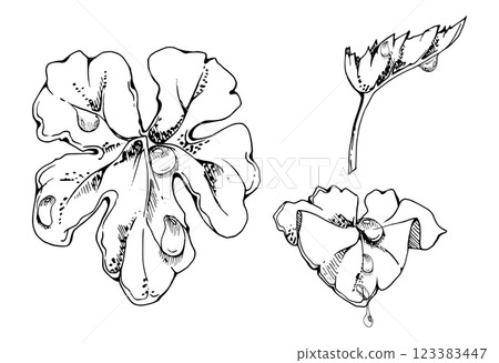 plant leaves of flower, bush tree foliage with dew rain water drops hand drawn vector ink, cloudberry ladys mantle geranium. Isolated botanical illustration. Wedding florist, scrapbooking decoupage plant leaves of flower, bush tree foliage with dew rain water drops hand drawn vector ink, cloudberry ladys mantle geranium. Isolated botanical illustration. Wedding florist, scrapbooking decoupage 123383447