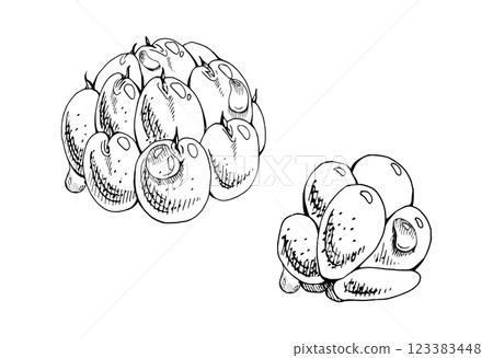 Cloudberry raspberry sloe fruit with dew water drops, hand drawn vector ink, forest berry mulberry loganberry boysenberry. Botanical isolated illustration set. Restaurant, cafe menu, farmers market 123383448
