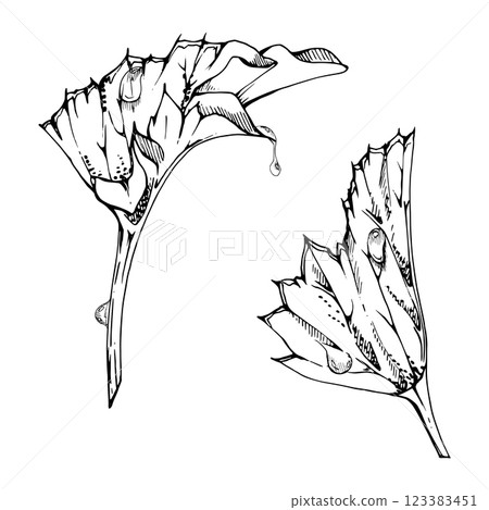 Flower plant plant leaves bush tree foliage with dew rain water drops, watercolor hand drawn, cloudberry ladys mantle geranium. Isolated botanical illustration. Wedding florist, scrapbooking decoupage 123383451