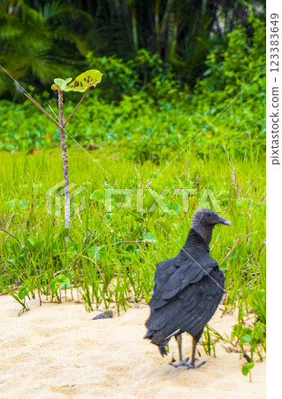 Tropical Black Vulture on Mangrove Pouso Beach Ilha Grande Brazil. 123383649