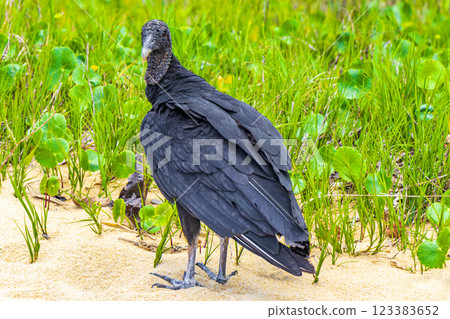 Tropical Black Vulture on Mangrove Pouso Beach Ilha Grande Brazil. 123383652