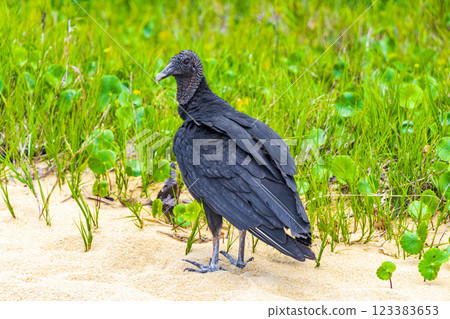 Tropical Black Vulture on Mangrove Pouso Beach Ilha Grande Brazil. Tropical Black Vulture on Mangrove Pouso Beach Ilha Grande Brazil. 123383653