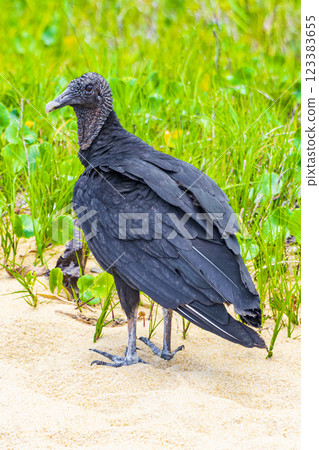 Tropical Black Vulture on Mangrove Pouso Beach Ilha Grande Brazil. Tropical Black Vulture on Mangrove Pouso Beach Ilha Grande Brazil. 123383655