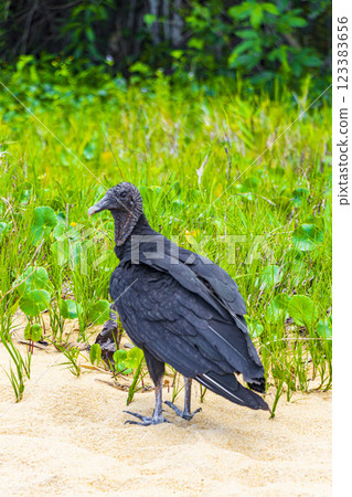 Tropical Black Vulture on Mangrove Pouso Beach Ilha Grande Brazil. Tropical Black Vulture on Mangrove Pouso Beach Ilha Grande Brazil. 123383656