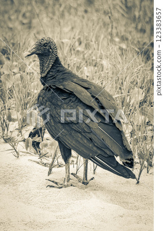 Tropical Black Vulture on Mangrove Pouso Beach Ilha Grande Brazil. Tropical Black Vulture on Mangrove Pouso Beach Ilha Grande Brazil. 123383657