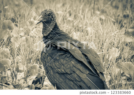 Tropical Black Vulture on Mangrove Pouso Beach Ilha Grande Brazil. 123383660