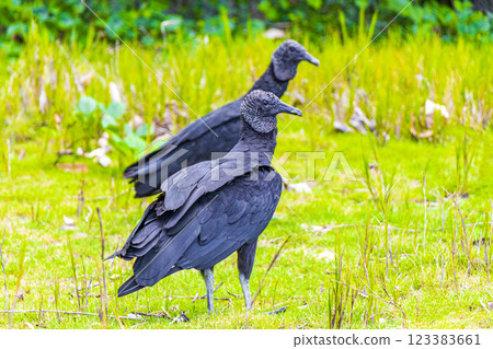 Tropical Black Vultures on Mangrove Pouso Beach Ilha Grande Brazil. 123383661