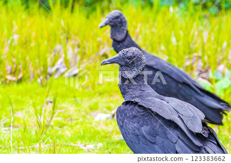 Tropical Black Vultures on Mangrove Pouso Beach Ilha Grande Brazil. 123383662