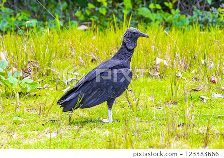 Tropical Black Vulture on Mangrove Pouso Beach Ilha Grande Brazil. 123383666