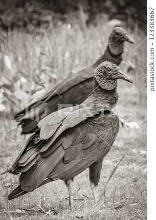Tropical Black Vultures on Mangrove Pouso Beach Ilha Grande Brazil. Tropical Black Vultures on Mangrove Pouso Beach Ilha Grande Brazil. 123383667