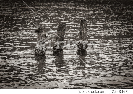 Mangrove and Pouso beach wooden bollards island Ilha Grande Brazil. 123383671