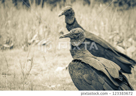 Tropical Black Vultures on Mangrove Pouso Beach Ilha Grande Brazil. Tropical Black Vultures on Mangrove Pouso Beach Ilha Grande Brazil. 123383672
