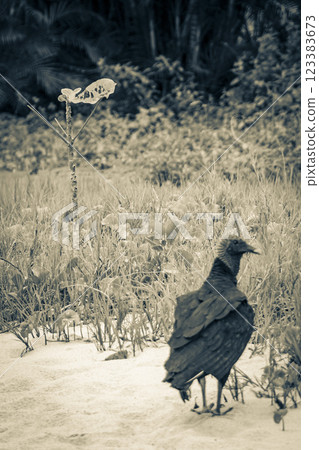 Tropical Black Vulture on Mangrove Pouso Beach Ilha Grande Brazil. Tropical Black Vulture on Mangrove Pouso Beach Ilha Grande Brazil. 123383673