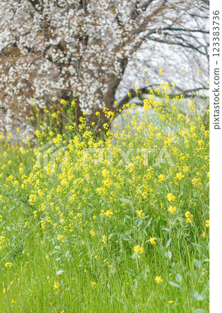 溫暖的春日陽光和淡粉紅色的櫻花 溫暖的春日陽光和淡粉紅色的櫻花 123383736