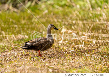 Spring duck - light duck - 123384018
