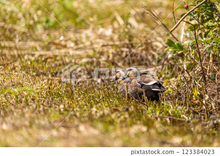 Spring duck - light duck - 123384023