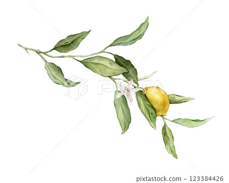 Lemon Fruit Branch with white flower. Hand drawn watercolor illustration of yellow tropical citrus Food on white isolated background. Drawing of lemon tree with green leaves. Sketch of juicy for menu. Lemon Fruit Branch with white flower. Hand drawn watercolor illustration of yellow tropical citrus Food on white isolated background. Drawing of lemon tree with green leaves. Sketch of juicy for menu. 123384426