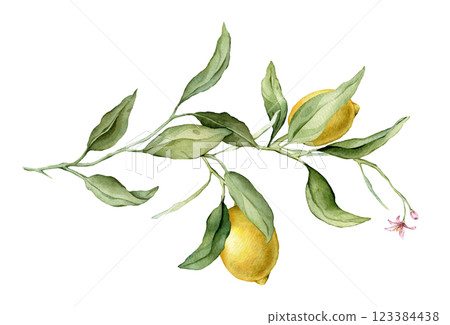 Lemon Fruit Branch with pink flower. Hand drawn watercolor illustration of yellow tropical citrus Food on white isolated background. Drawing of lemon tree with green leaves. Sketch of juicy for menu. 123384438