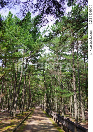 兵庫縣南淡路市慶濃松原求婚路 123384603