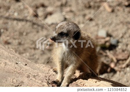 Baby meerkat close-up Baby meerkat close-up 123384852