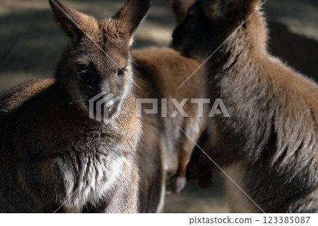 Bennett's Red-necked Wallaby Close-up Bennett's Red-necked Wallaby Close-up 123385087
