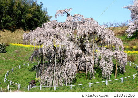 日本三大櫻花之一的三春瀧櫻（福島縣三春町） 123385290