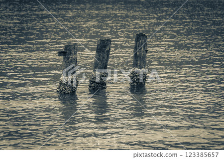 Mangrove and Pouso beach wooden bollards island Ilha Grande Brazil. Mangrove and Pouso beach wooden bollards island Ilha Grande Brazil. 123385657