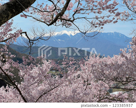 Mountain and cherry tree Mountain and cherry tree 123385937