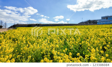 與強姦領域的風景 123386084