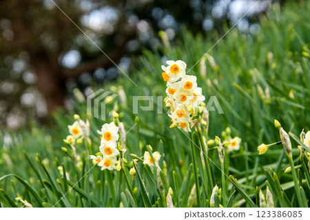 春天公園裡盛開的水仙花 春天公園裡盛開的水仙花 123386085