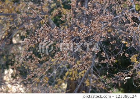 Fully ripe autumnal elm fruit, January 2025 123386124