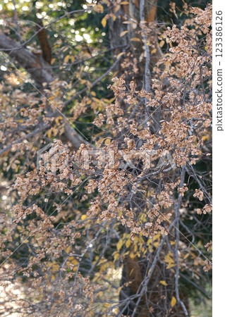Fully ripe autumnal elm fruit, January 2025 Fully ripe autumnal elm fruit, January 2025 123386126