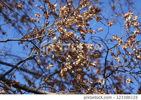 Fully ripe autumnal elm fruit, January 2025 Fully ripe autumnal elm fruit, January 2025 123386128