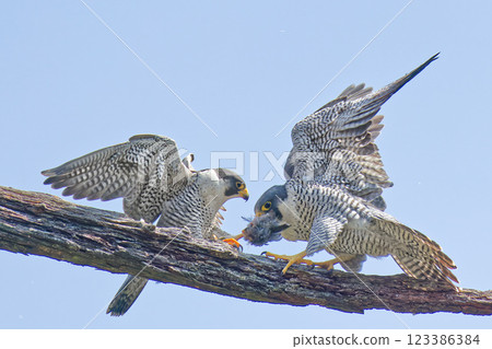 A female peregrine falcon receives food brought by a male A female peregrine falcon receives food brought by a male 123386384