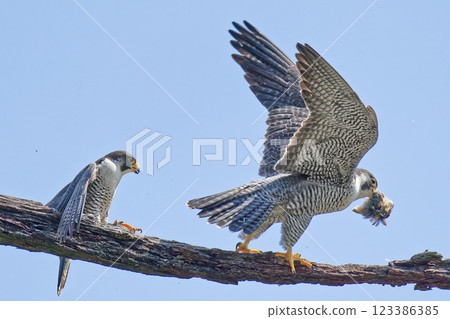 A female falcon returns home with a gift brought by a male. A female falcon returns home with a gift brought by a male. 123386385