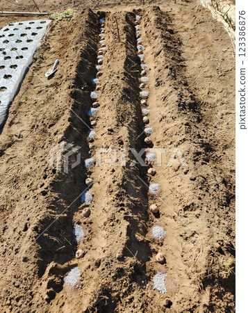 Home garden, potato planting Home garden, potato planting 123386876