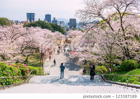 people view sakura tree tunnel and Fukuoka city view at Nishi park people view sakura tree tunnel and Fukuoka city view at Nishi park 123387189