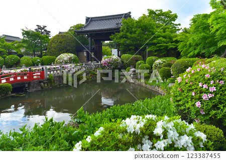 Azaleas blooming at Myomanji Temple, Kyoto Azaleas blooming at Myomanji Temple, Kyoto 123387455