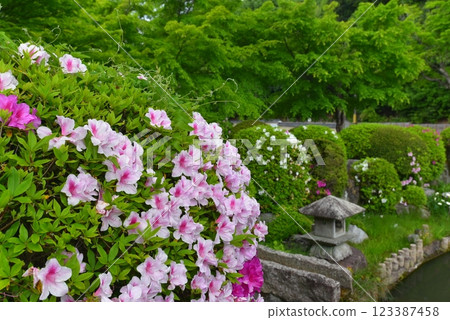 京都妙萬寺盛開的杜鵑花 123387458