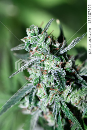 Close-up of sticky trichomes on a cannabis flower Close-up of sticky trichomes on a cannabis flower 123387493